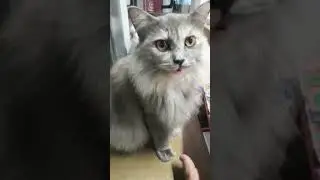 mom and dad cat.. #bheatifulVLOGS #catlover #persiancatkitten #cutecat