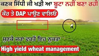 No 1 formula to increase the wheat crop and yield - गेहू का उत्पादन 2 कुंतल तक बढ़ाने वाला स्प्रे