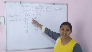 Inheritance of two genes principle of inheritance and variation biology class 12