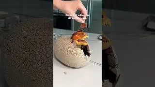 I tried the viral primal hatch dinosaur egg!