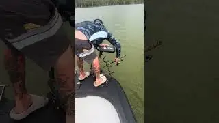 BARRA VS ELECTRIC MOTOR #barramundi #fishing #fishingfail #barrafishing #fishing #bassfishing