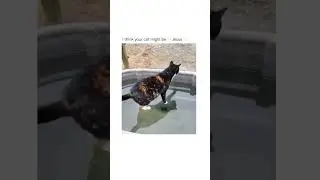JESUS'S CAT