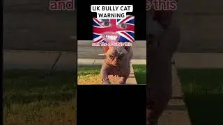 UK Bully Cat Warning