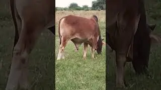 brahman colorado