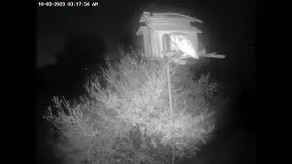 Male Barn Owl Returns to the House.  Owl Box OSC - 10/3/23 - 3:18 am