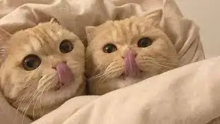 �� Funny cat videos | Cute cats | Try not to laugh | Cat videos Compilation #1