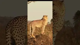 Cheetah's call for cubs 🐆￼#shorts #cheetah #animalsounds