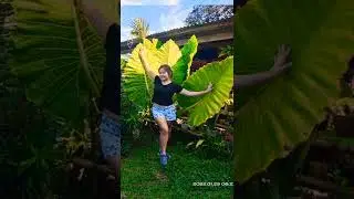 Giant Taro Plant #shorts #bigleaves