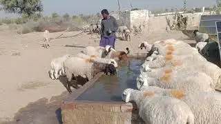 في الصباح، يشرب القطيع الماء، ويملأ الجو بقصة الغراب.