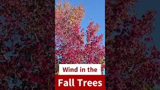 🍂 Relaxing Sounds of Wind Through Fall Foliage