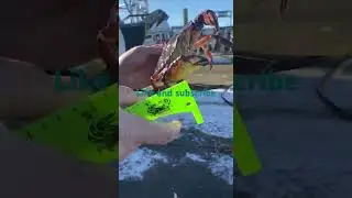Red rock crab and big claws #crab