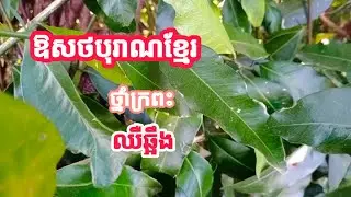 ឱសថបុរាណខ្មែរ មានប្រសិទ្ធិភាពក្នុងការព្យាបាលជំងឺក្រពះ Atalantia monophylla DC.