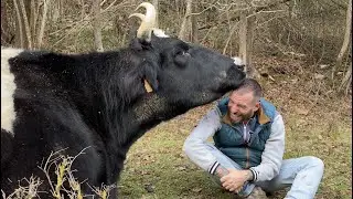 Vas a morir de amor al ver lo cariñosa que es la vaca Vilar