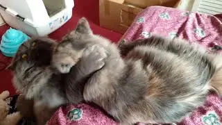 Sibling Shenanigans: Perdoll Blu Being an Annoying Bro to His Sisters! 😼🐾