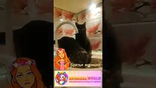 Сколько немого укора в каждом жесте 😁 #cats #cat