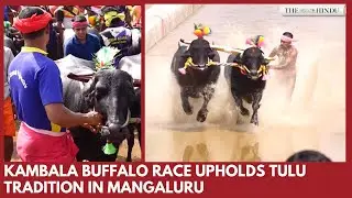 Traditional Kambala Buffalo Race Celebrates Tulu Heritage in Mangaluru