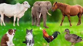 Farm Animal Food: Dog, Cat, Chicken, Pig, Elephant, Horse, Rabbit,Sheep, Goat, Buffalo– Animal Video