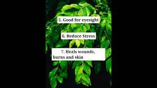 10 Health Benefits Of Curry Leaves। Curry Leaves plant।