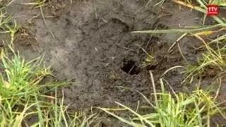 Drentse boer wil muizen verjagen met koeienmest