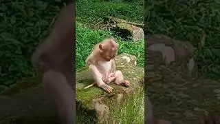 The baby monkey Rojo so cute