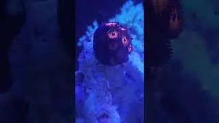 little reff! #aquarium #coralreef #zoanthids #aquariomarinho #blackmetal