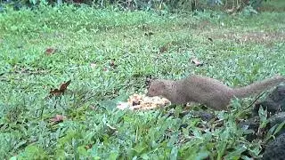 Hawaiian Mongoose