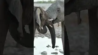 Elephants at Etosha National Park in Namibia.