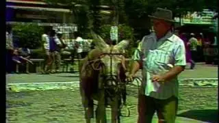 Castaniodo - Nezinho do Jegue