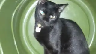 Keseruan kucing black 🐈‍⬛, pembawa rezeki gaesss 😄#cat #kucinglucu #kucingbarbar #catlovers #fyp 