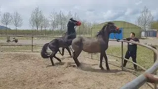Cute Horse Meeting। Animals Meeting। Village Horse Meeting Video। Red Horse #horse