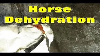 Winter Hydration & Identifying Dehydration in Horses