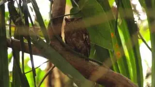 Bocawina Rainforest Resort & Adventures - Birdwatching Belize