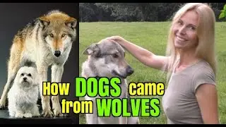 How DOGS came from WOLVES - Wolf Girl Anneka Explains
