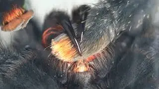 Wally is grooming itself - MACRO 4K - 20.05.22 (Avicularia Metallica/Whitetoe Tarantula - Subadult)