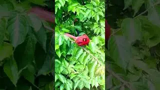 Red bird #birds#redbirds