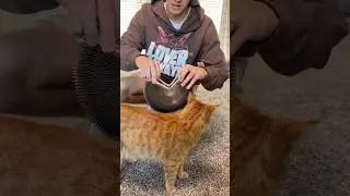 Mesmerizing cat toy 🤩 (in my opinion)