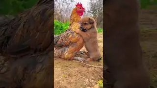 Friendship puppy and chicken  A beautiful moment #191 #shorts #viralfeed #ytshort #shortfeed