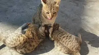 Cute mother cat Bella and cute kittens Roji and Kitty 😊