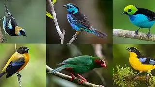 Tanager Sound| Tanager Bird | Most Colorful Birds | Scarlet Tanager #bird #tanager #sound #unique