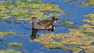 Nendrinės vištelės (Gallinula chloropus) lesinėja