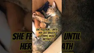 Goodbye Brave Mother cat #sadstory #ibu #viral #mother #rip