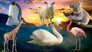 Farm Animal Sounds - Flamingo, Swan, Koala, Penguin, Sheep, Giraffe... - Animal Moments