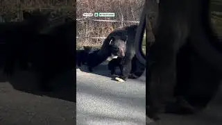 Momma bear crossing the road with her cubs ❤️ (🎥: ViralHog)