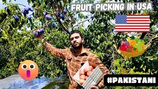 Fruit picking at farm in USA | America ke farmhouse| امریکہ کے فارم ہاؤس| #urdu#vlog#pakistani