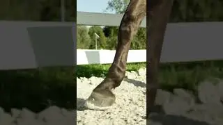 Can you catch your horse?