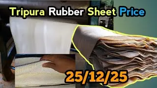 Today Rubber Price in Tripura | Tripura Rubber Sheet Price |Rubber Price Today In Tripura