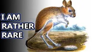 Jerboa facts: they're not kangaroo mice, but they look like them! | Animal Fact Files