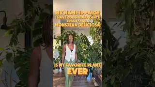 I have 600 houseplants and my Monstera Deliciosa my absolute FAVORITE plant in my collection 🤍🪴🥹