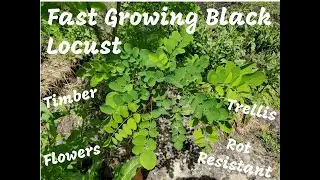 Black Locust- Young Fast Growing Tree- Great Rot Resistant Timber, Natural Trellis, Nitrogen Fixer