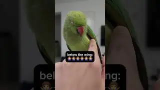Where to touch your Indian ringneck parrot (or not)!